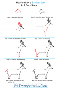 How to Draw a Sambar Deer