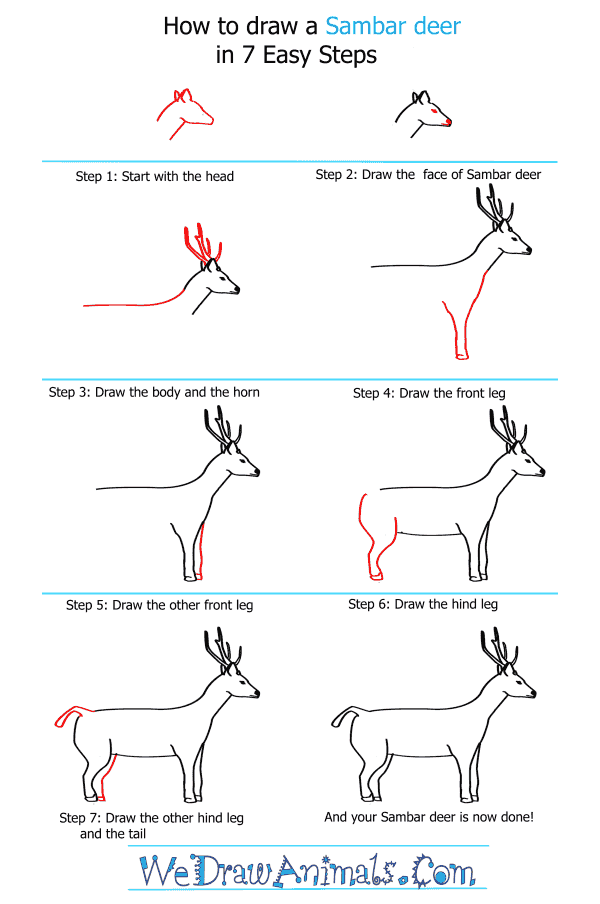 How to Draw a Sambar Deer - Step-by-Step Tutorial
