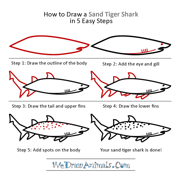 How to Draw a Sand Tiger Shark - Step-by-Step Tutorial