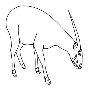 How To Draw a Saola - Step-By-Step Tutorial