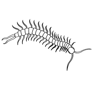 How To Draw a Scolopendra - Step-By-Step Tutorial