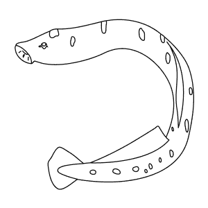 How To Draw a Sea Lamprey - Step-By-Step Tutorial