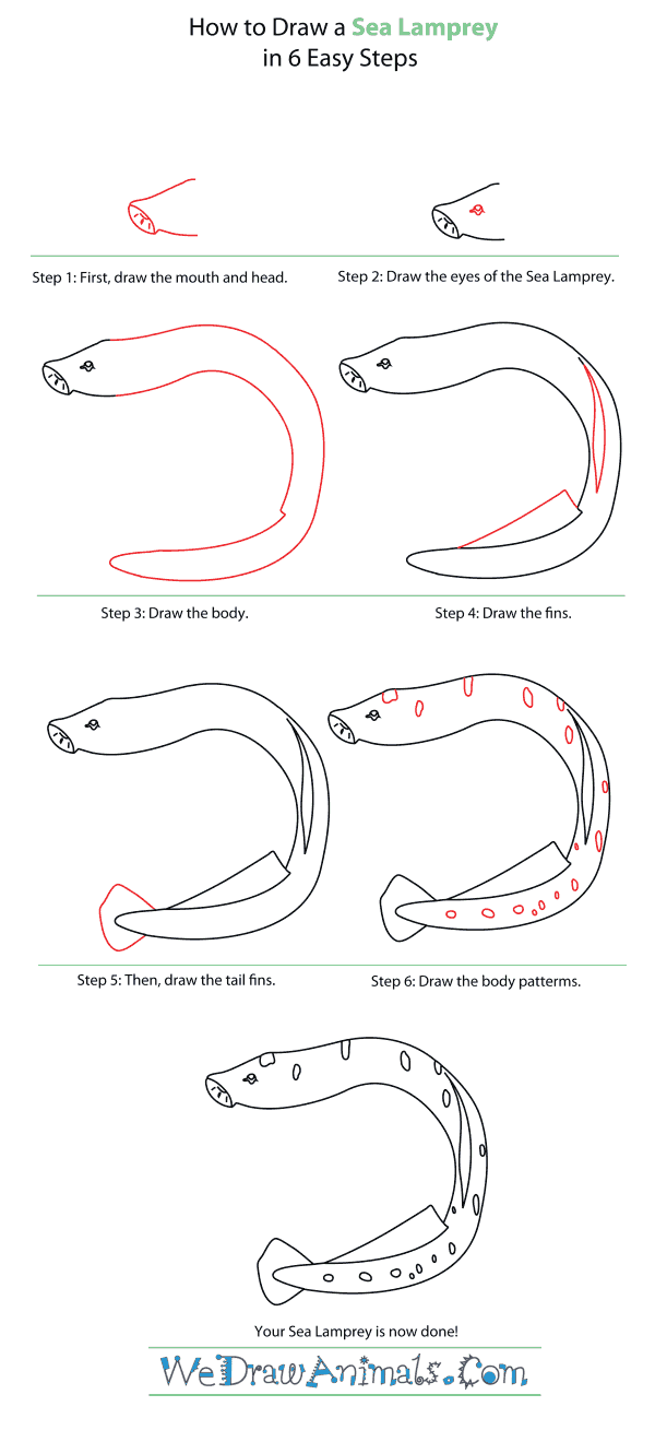 How to Draw a Sea Lamprey - Step-By-Step Tutorial