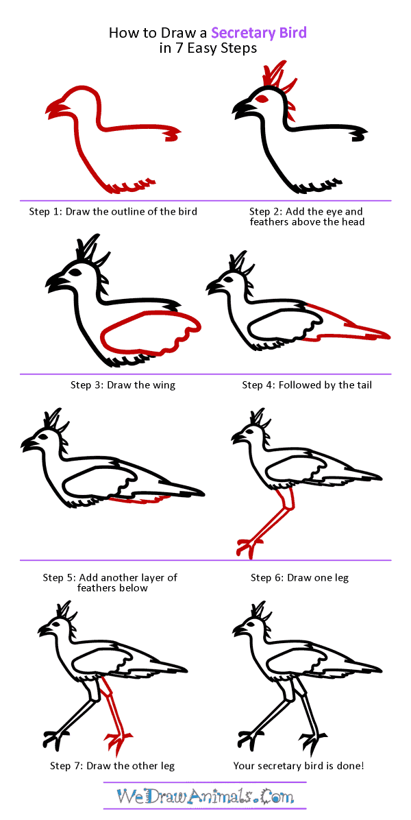 How to Draw a Secretary Bird - Step-by-Step Tutorial