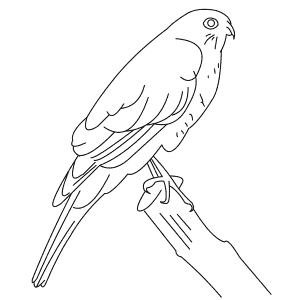 How To Draw a Sharp-Shinned Hawk - Step-By-Step Tutorial