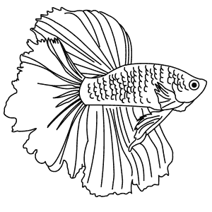 How To Draw a Siamese Fighting Fish - Step-By-Step Tutorial