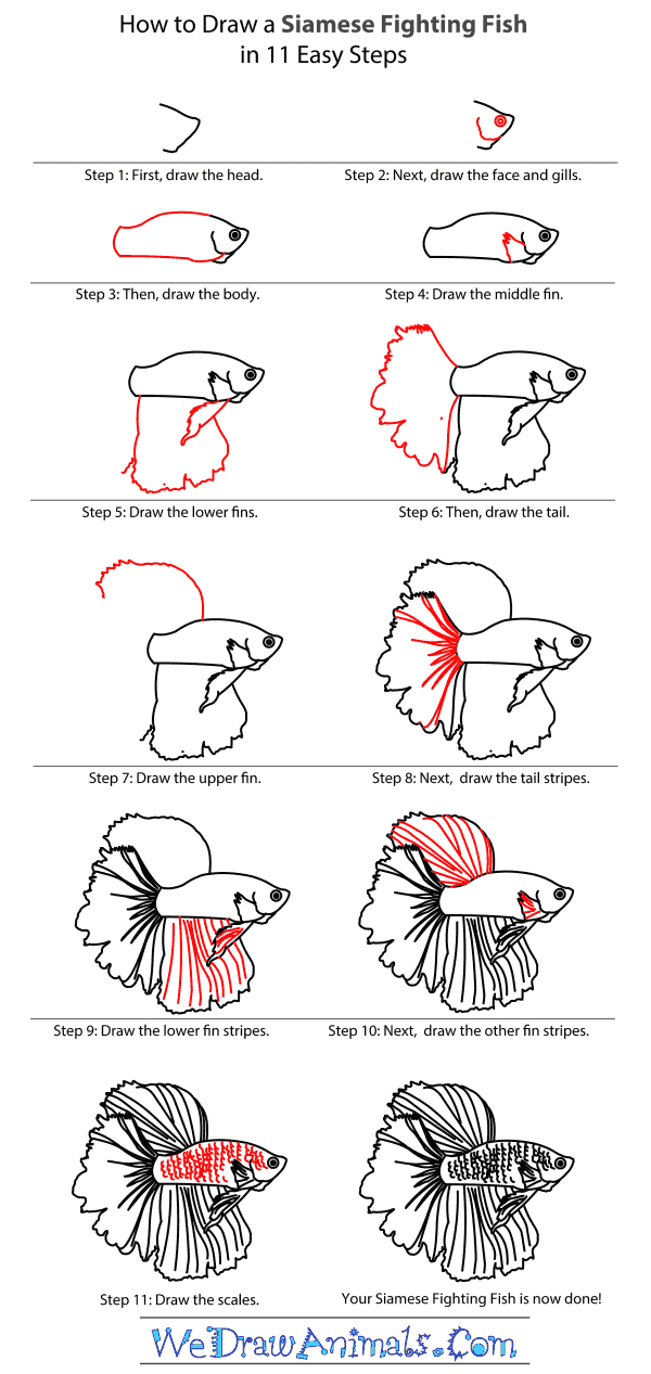How to Draw a Siamese Fighting Fish - Step-By-Step Tutorial