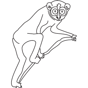 How To Draw a Slender Loris - Step-By-Step Tutorial