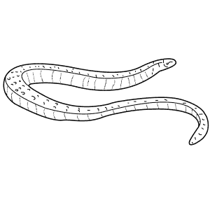 How To Draw a Slow Worm - Step-By-Step Tutorial