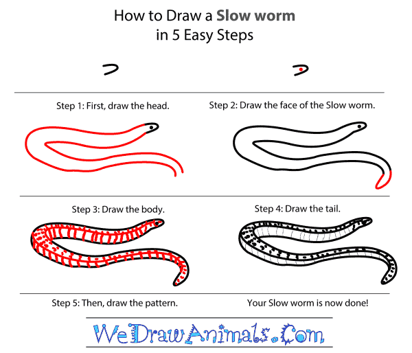 How to Draw a Slow Worm - Step-By-Step Tutorial