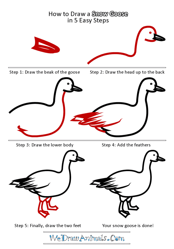 How to Draw a Snow Goose - Step-by-Step Tutorial