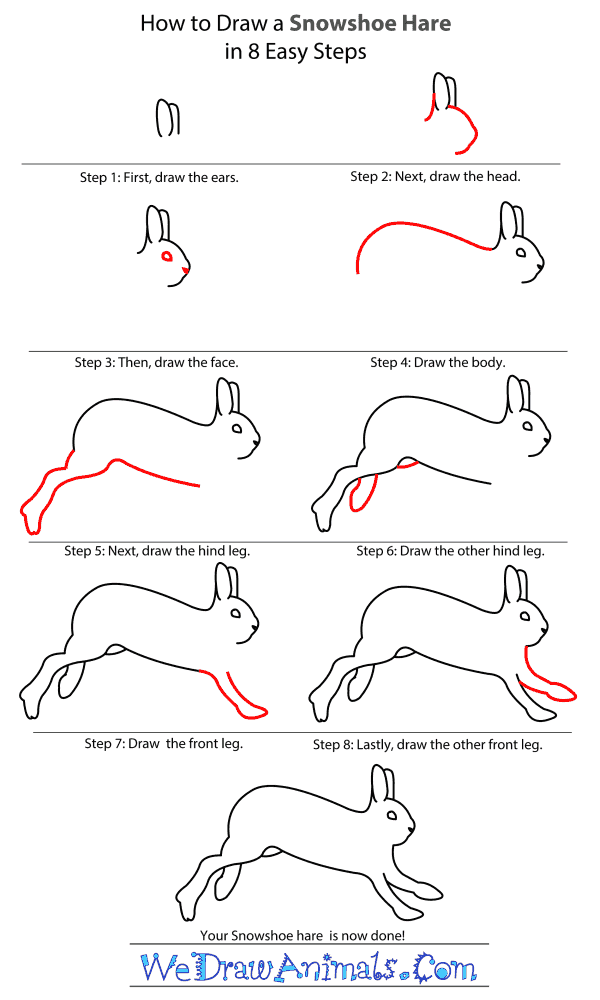 How to Draw a Snowshoe Hare - Step-by-Step Tutorial