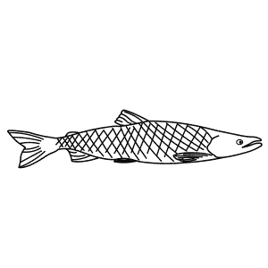 How To Draw a Sockeye Salmon - Step-By-Step Tutorial