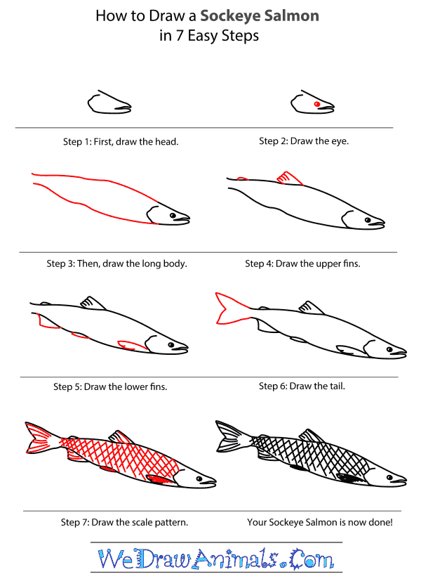 How to Draw a Sockeye Salmon - Step-By-Step Tutorial