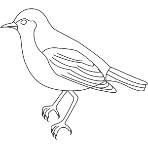 How To Draw a Song Thrush - Step-By-Step Tutorial