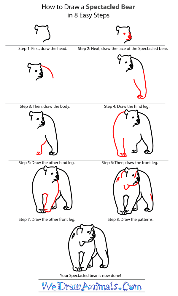 How to Draw a Spectacled Bear - Step-by-Step Tutorial
