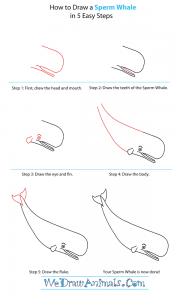 How to Draw a Sperm Whale