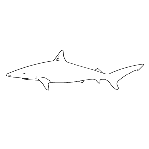 How To Draw a Spinner Shark - Step-By-Step Tutorial