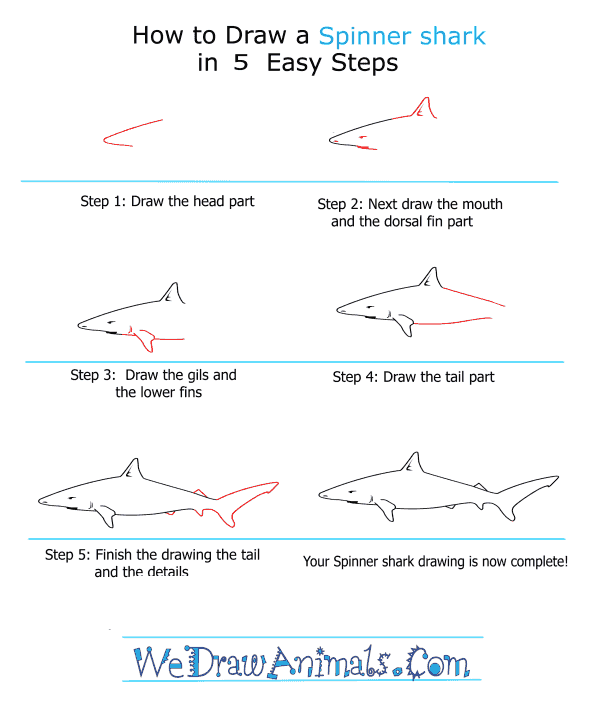 How to Draw a Spinner Shark - Step-by-Step Tutorial