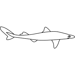 How To Draw a Spiny Dogfish - Step-By-Step Tutorial