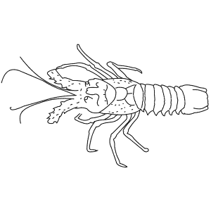 How To Draw a Spiny Lobster - Step-By-Step Tutorial