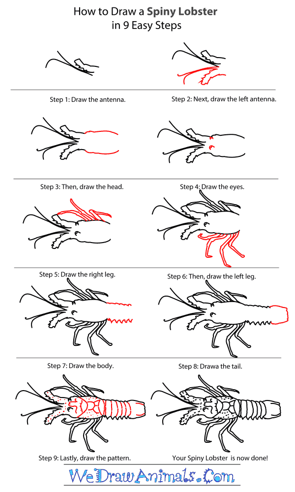 How to Draw a Spiny Lobster - Step-by-Step Tutorial