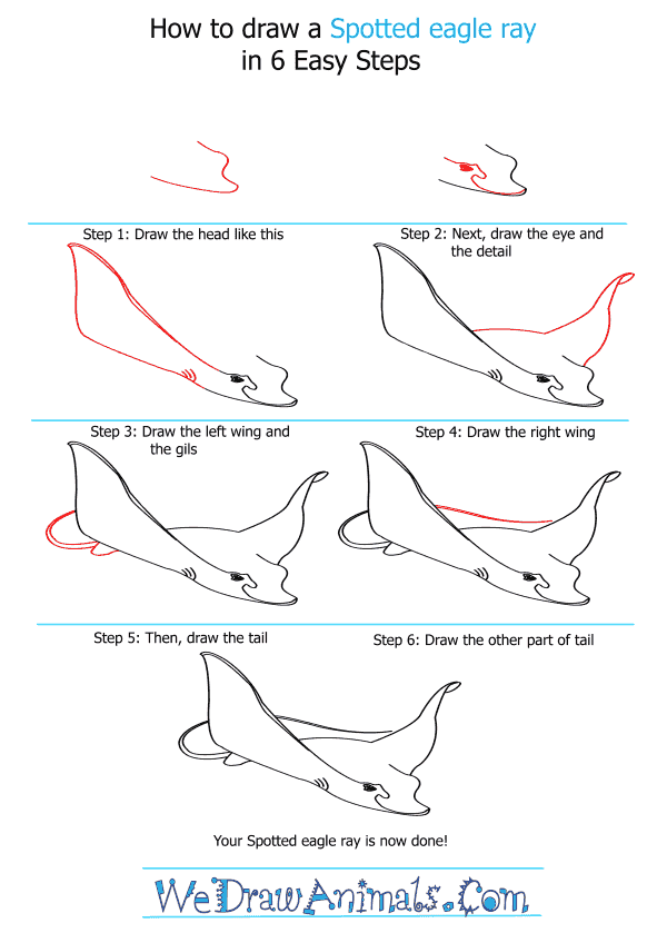 How to Draw a Spotted Eagle Ray - Step-by-Step Tutorial