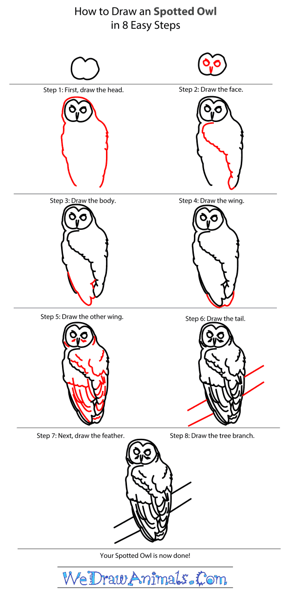 How to Draw a Spotted Owl - Step-by-Step Tutorial