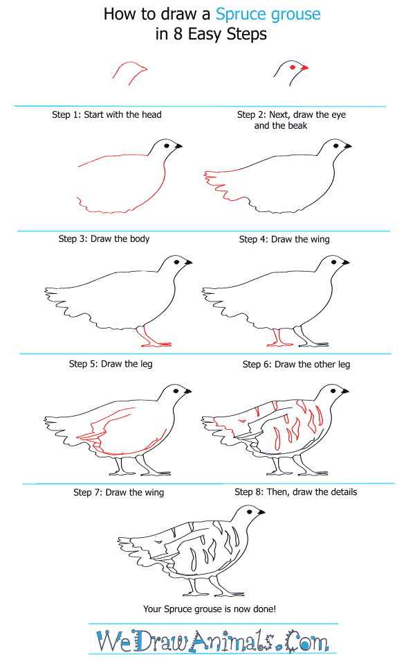 How to Draw a Spruce Grouse - Step-by-Step Tutorial