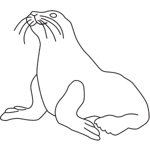 How To Draw a Steller Sea Lion - Step-By-Step Tutorial