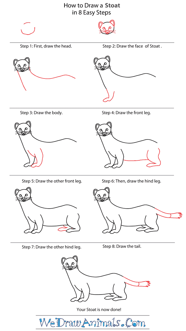 How to Draw a Stoat - Step-By-Step Tutorial