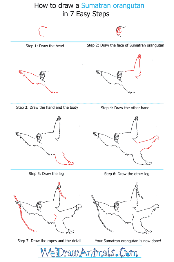 How to Draw a Sumatran Orangutan - Step-by-Step Tutorial
