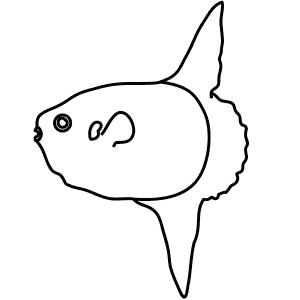 How To Draw a Sunfish - Step-By-Step Tutorial