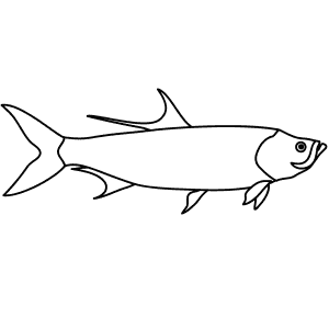 How To Draw a Tarpon - Step-By-Step Tutorial