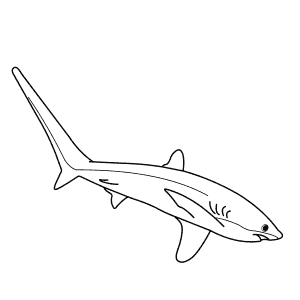 How To Draw a Thresher Shark - Step-By-Step Tutorial