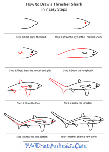 How To Draw A Thresher Shark