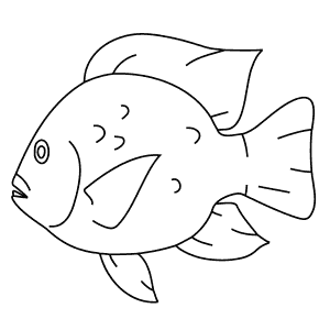 How To Draw a Tilapia - Step-By-Step Tutorial