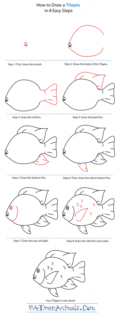 How to Draw a Tilapia