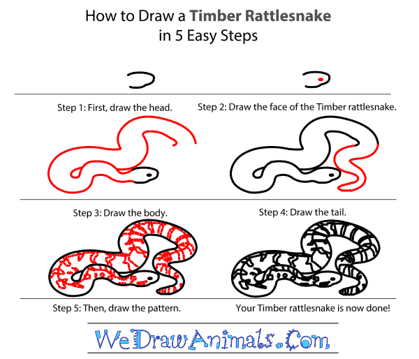 How to Draw a Timber Rattlesnake - Step-By-Step Tutorial