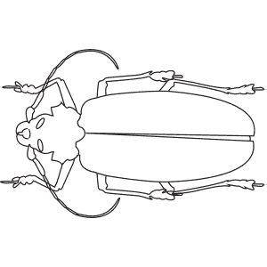 How To Draw a Titan Beetle - Step-By-Step Tutorial