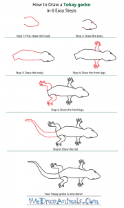 How to Draw a Tokay Gecko