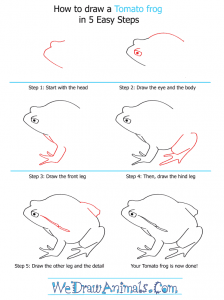 How to Draw a Tomato Frog