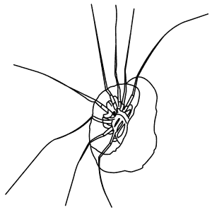 How To Draw a Trapdoor Spider - Step-By-Step Tutorial