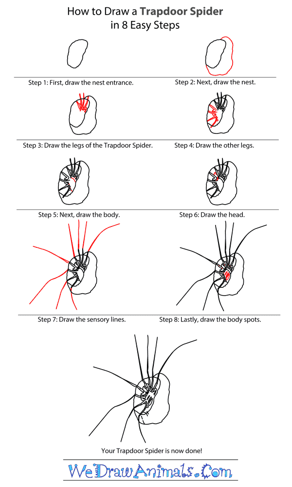 How to Draw a Trapdoor Spider - Step-By-Step Tutorial