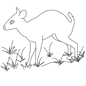 How To Draw a Tufted Deer - Step-By-Step Tutorial