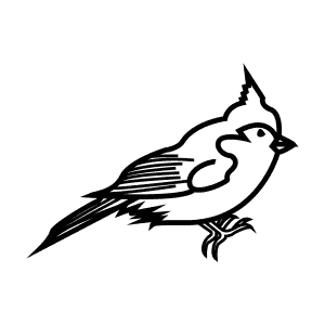 How To Draw a Tufted Titmouse - Step-By-Step Tutorial