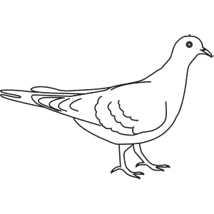 How To Draw a Turtle Dove - Step-By-Step Tutorial