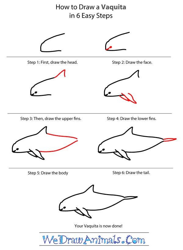 How to Draw a Vaquita - Step-by-Step Tutorial