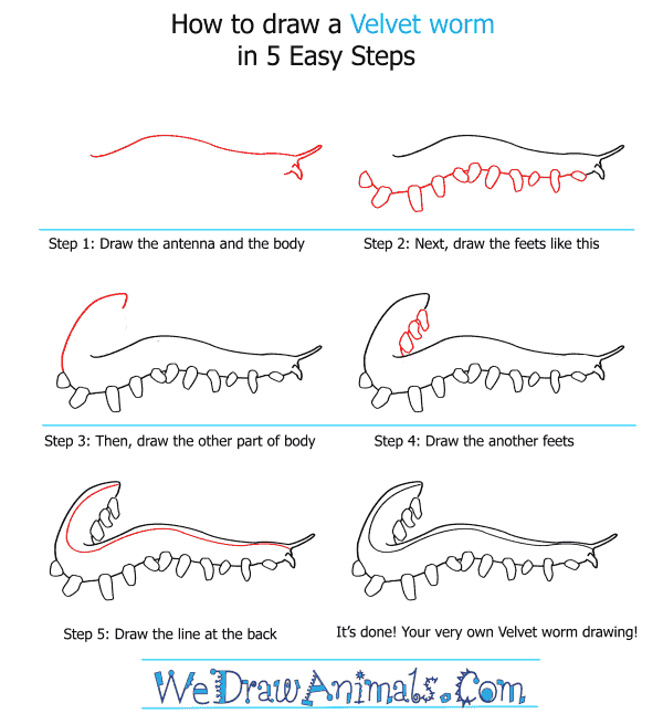 How to Draw a Velvet Worm - Step-by-Step Tutorial