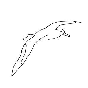 How To Draw a Wandering Albatross - Step-By-Step Tutorial